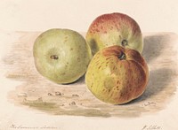 The Summer Lodden, Sept. 1832: A Still Life Study of Three Apples