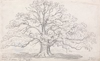 Mr. Howard's Large Oak, August 5, 1820