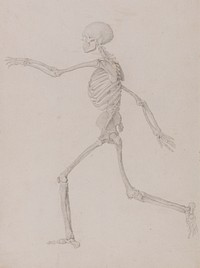 Human Skeleton, Lateral View Seen from the Left, Running (Finished Study for Table III) by George Stubbs