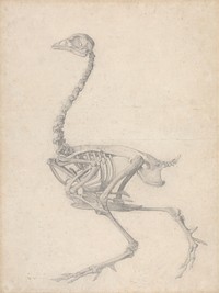 Fowl Skeleton, Lateral View (Finished Study for Table V) by George Stubbs