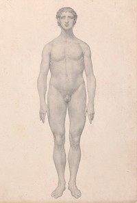 Human Figure, Anterior View, Undissected (Finished Study for Table VI) by George Stubbs