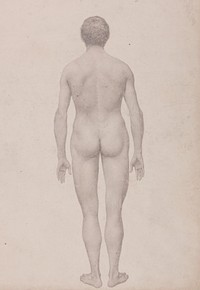 Human Figure, Posterior View, Undissected (Finished Study for Table VII) by George Stubbs