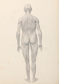 Human Figure, Posterior View, Partially Dissected (Finished Study for Table XII) by George Stubbs