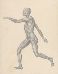 Human Figure, Lateral View, after Removal of the Skin and the Underlying Fascial Layers (Finished Study for Table XIII) by George Stubbs