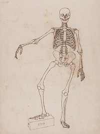 Human Skeleton, Anterior View by George Stubbs