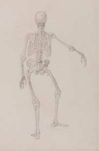 Human Skeleton, Posterior View (Right Arm Outstretched; finished study for an unpublished table) by George Stubbs