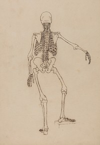 Human Skeleton, Posterior View by George Stubbs