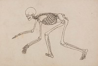 Human Skeleton, Lateral View by George Stubbs