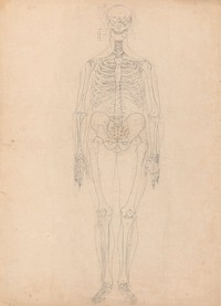 Human Skeleton, Anterior View by George Stubbs