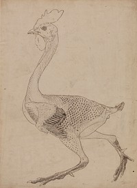 Fowl Body, Lateral View (Study for key figure to Table X) by George Stubbs