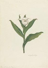 Lady's Slipper (Cypripedium Canadense, Calceolus Maria)