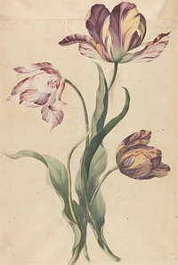 Tulips