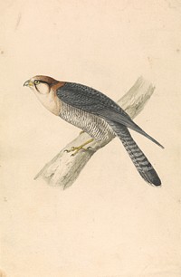 Rufous Necked Falcon