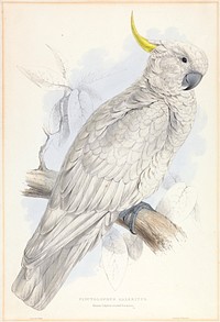 Plyctolophus Galeritus. Greater Sulphur-crested Cockatoo.