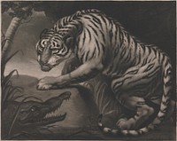 Tiger and Crocodile