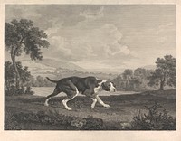 The Spanish Pointer