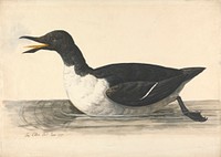 A Guillemot, June 1742