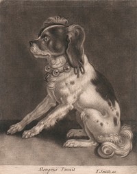 A Dog with A Belled Collar