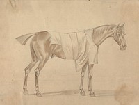 Horse Dressed in Blanket