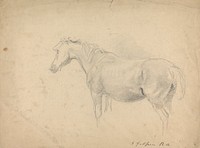 Sketch of a Horse