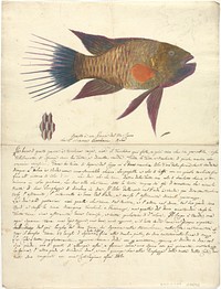 A Fish from the Red Sea by Luigi Balugani