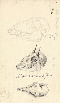 Skeletro della Testa di Fecco (Three Animal Skulls) by Luigi Balugani