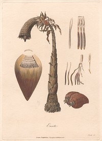 Ensete 1789 by James Heath