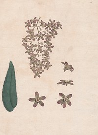 Flower of the Banskia Abissinica 1789 by James Heath