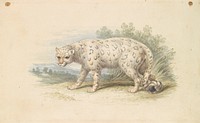 Snow Leopard by Charles Hamilton Smith