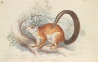 Duvaucel's Squirrel by Charles Hamilton Smith