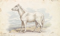 Villous Horse, Primeval White Stock by Charles Hamilton Smith