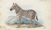 The Zebra by Charles Hamilton Smith