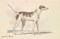Oriental Hound by Charles Hamilton Smith