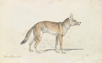 Painted Thous Dog by Charles Hamilton Smith