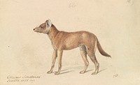 Dhole of Sumatra by Charles Hamilton Smith