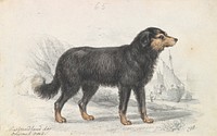 The Newfoundland Dog, Original Breed by Charles Hamilton Smith
