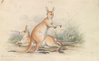 Halmaturus Rutilans by Charles Hamilton Smith