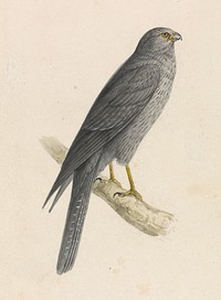 Sooty Falcon