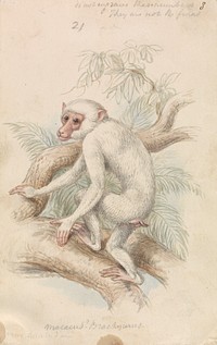 Macacus (Maimon) Brachyurus, White Maimon by Charles Hamilton Smith