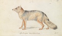 Magellanic Aguara Fox: Cerdocyon Magellanicus by Charles Hamilton Smith