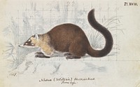 Nasua (Solitaria) Monachus, From Life by Charles Hamilton Smith