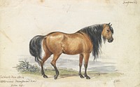 Eelback Dun Stock, Ukraine Decussated Horse by Charles Hamilton Smith