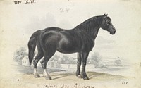 English Draught Horse by Charles Hamilton Smith