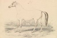 The Dongola Horse by Charles Hamilton Smith