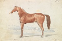 The English Race-Horse by Charles Hamilton Smith