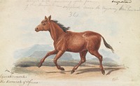 The Koomrah Horse by Charles Hamilton Smith