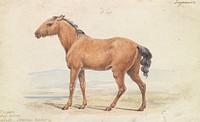 The Tarpan. Wild Horse. Native to Russia by Charles Hamilton Smith