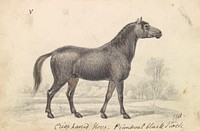 Crisp-Haired Horse, Primeval Black Stock by Charles Hamilton Smith