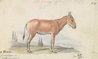 The Hlymar, or Hamur, Persian Wild  Ass by Charles Hamilton Smith