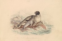 The Ocean Seal of Lepechin by James Stewart